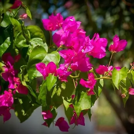 Lejlighedshotel Agva Kemer