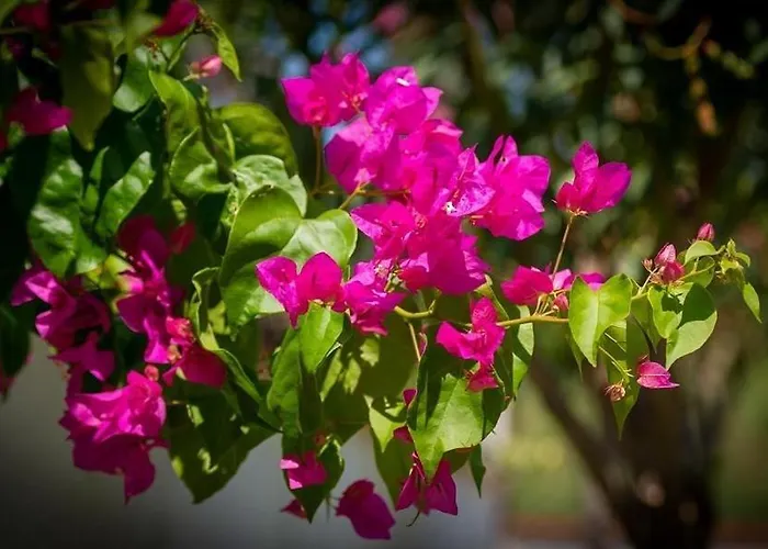 Aparthotel Agva Kemer